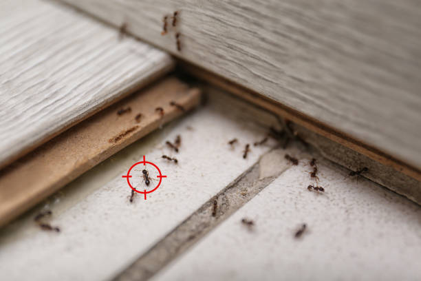 Best Exterminator Services  in Donald, OR