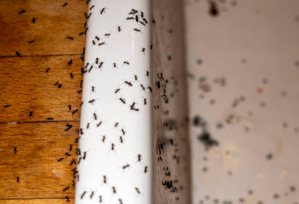 Best Pest Control Near Me  in Donald, OR
